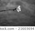 Cherry Blossoms	 21603694