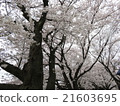 Cherry Blossoms	 21603695