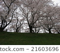 Cherry Blossoms	 21603696