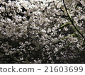 Cherry Blossoms	 21603699