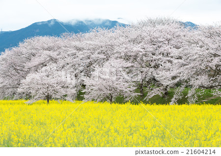 櫻花和油菜田 21604214