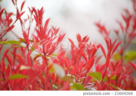 Benicarp紅色年輕葉子 Benicarp紅色年輕葉子 21604268