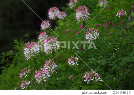 Crementa flower horizontal composition 21604655