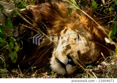 Cute sleeping face of wild male lion 21604671