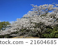 Cherry tree in full bloom  21604685
