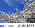Exhilarating sky and cherry blossoms 21604686
