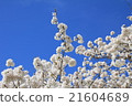 Refreshing blue sky and cherry blossoms 21604689