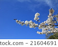 Refreshing blue sky and cherry blossoms 21604691
