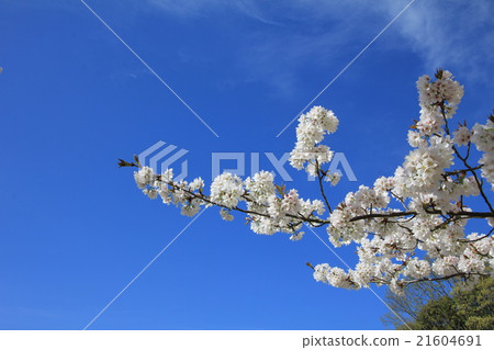 Refreshing blue sky and cherry blossoms 21604691