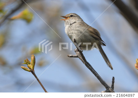 Uguisu的歌 21604897