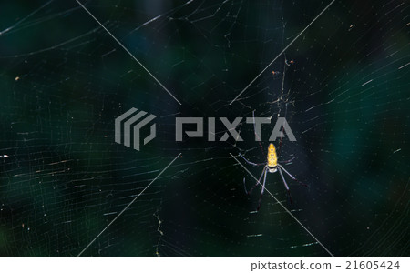 spider on web 21605424