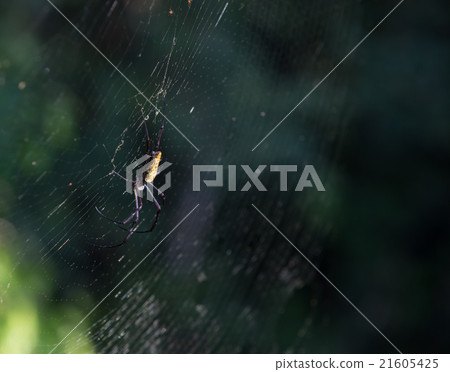 spider on web 21605425