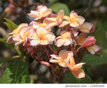 plumeria flower in the garden,soft focus 21605689
