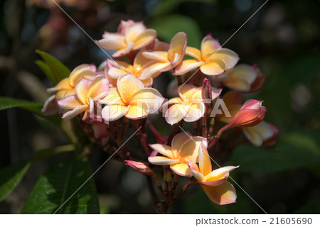 plumeria flower in the garden,soft focus plumeria flower in the garden,soft focus 21605690