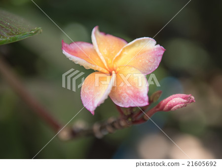 plumeria flower in the garden,soft focus plumeria flower in the garden,soft focus 21605692