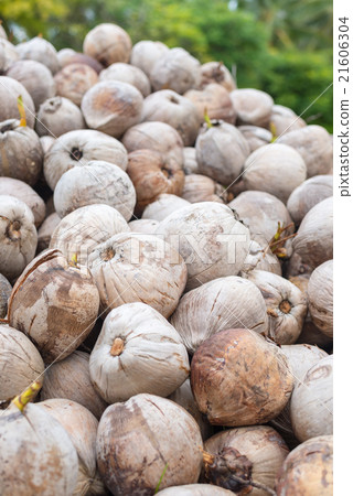 Heap of ripe coconut Heap of ripe coconut 21606304