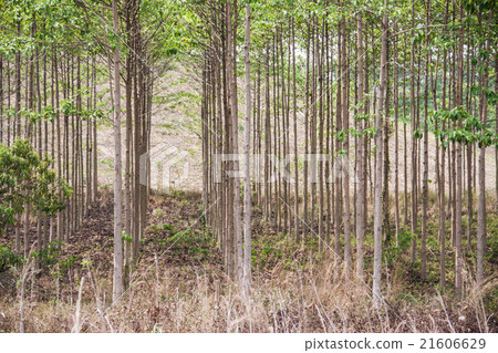 anthocephalus chinensis tree anthocephalus chinensis tree 21606629