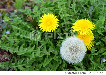 Dandelion's fluff 21607154