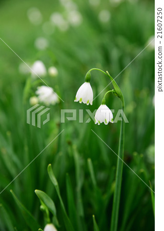 Vanilla daffodil 21607250