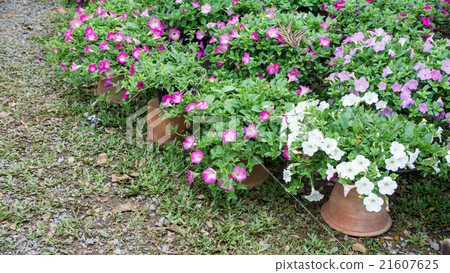 mix petunia flowers in the garden 21607625