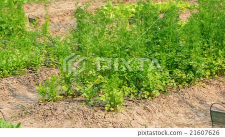 coriander plant in the vegetable garden. 21607626