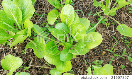 Cantonese plant in the vegetable garden. 21607897