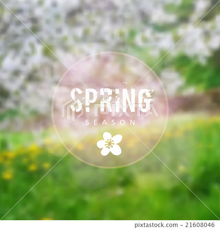 Spring background, blurred blossoming cherry trees 21608046