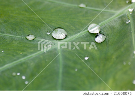 Morning dew on leaves Morning dew on leaves 21608075