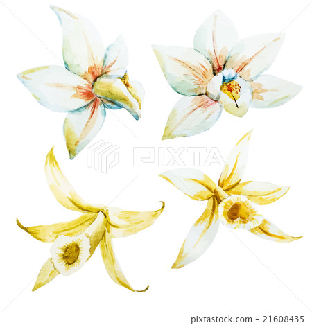 Watercolor white and yellow orchids 21608435