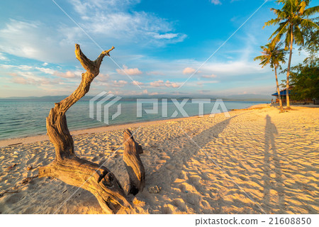 Braided tree on beach at sunset Braided tree on beach at sunset 21608850