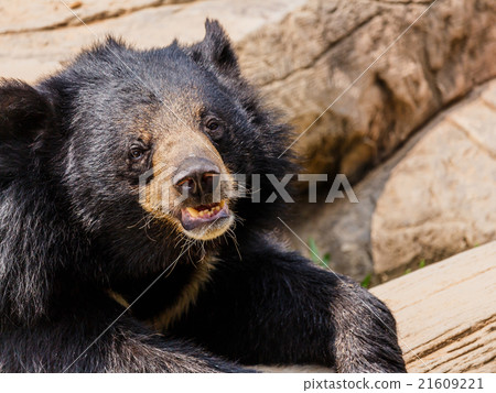 asiatic black bear 21609221
