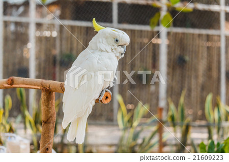 white Cockatoo 21609223