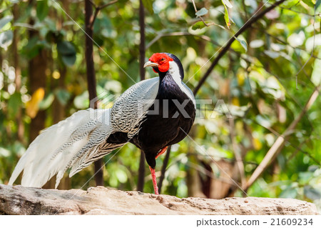 Male silver pheasant Male silver pheasant 21609234