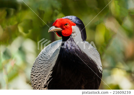Male silver pheasant 21609239