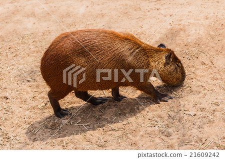 Capybara (hydrochoerus hydrochaeris) Capybara (hydrochoerus hydrochaeris) 21609242