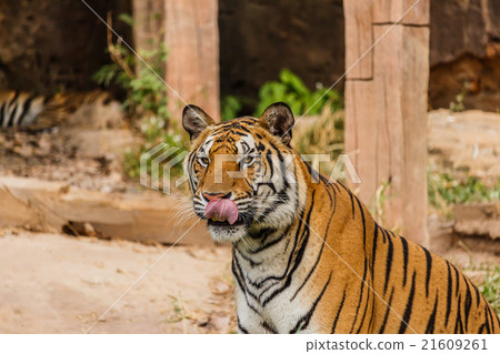 An Indian tiger in the wild. Royal, Bengal tiger 21609261
