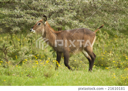 Waterbuck in the Bush 21610181