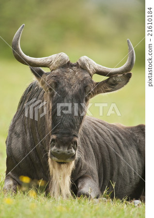 sitted wildebeest 21610184