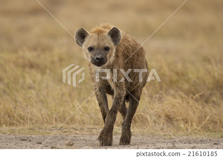hyena walking in the bush hyena walking in the bush 21610185