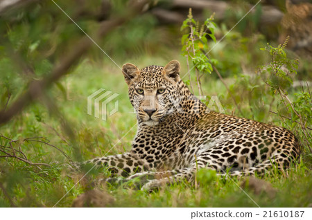 leopard laying leopard laying 21610187