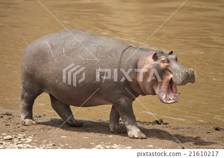 Hippopotamus 21610217