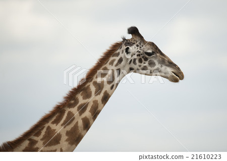 Close-up of a Giraffe Close-up of a Giraffe 21610223