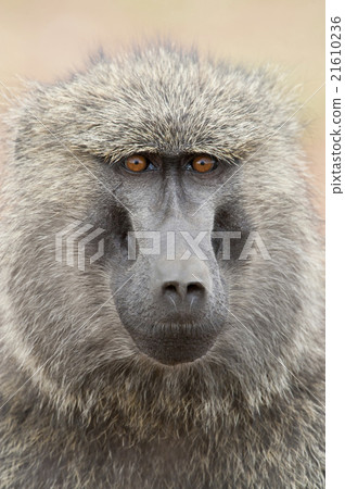 Portrait of an Olive Baboon 21610236