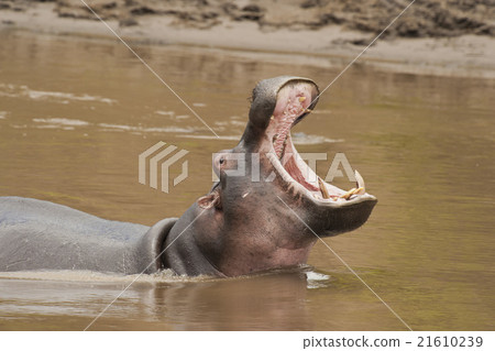 Hippopotamus roaring 21610239