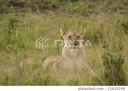 Lioness in the Savannah Lioness in the Savannah 21610248