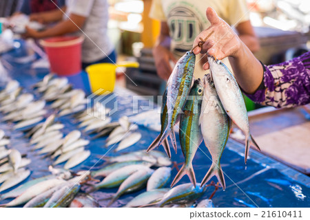 Tropical fishes on sell Tropical fishes on sell 21610411