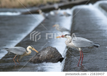 Ao-sama捕食甜美的ayu 21610437