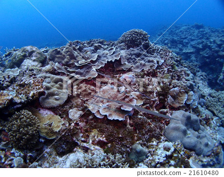 A pair of coral reefs and Ao yagara that spread various corals of Zamami-jima in Okinawa A pair of coral reefs and Ao yagara that spread various corals of Zamami-jima in Okinawa 21610480