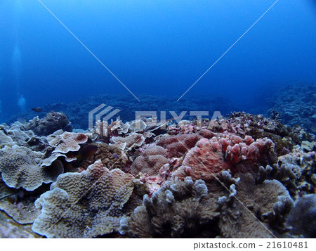 Coral reef spreading various corals of Zamami Island in Okinawa Coral reef spreading various corals of Zamami Island in Okinawa 21610481