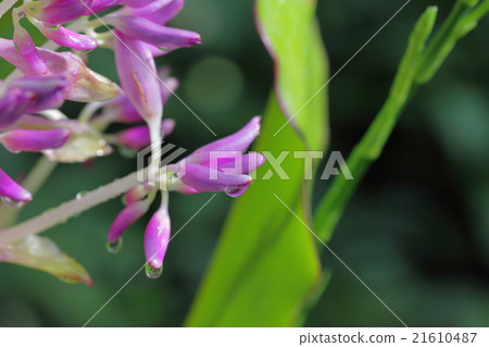 Flower bud and rain drops of cochiostema · odoratissimuum 21610487